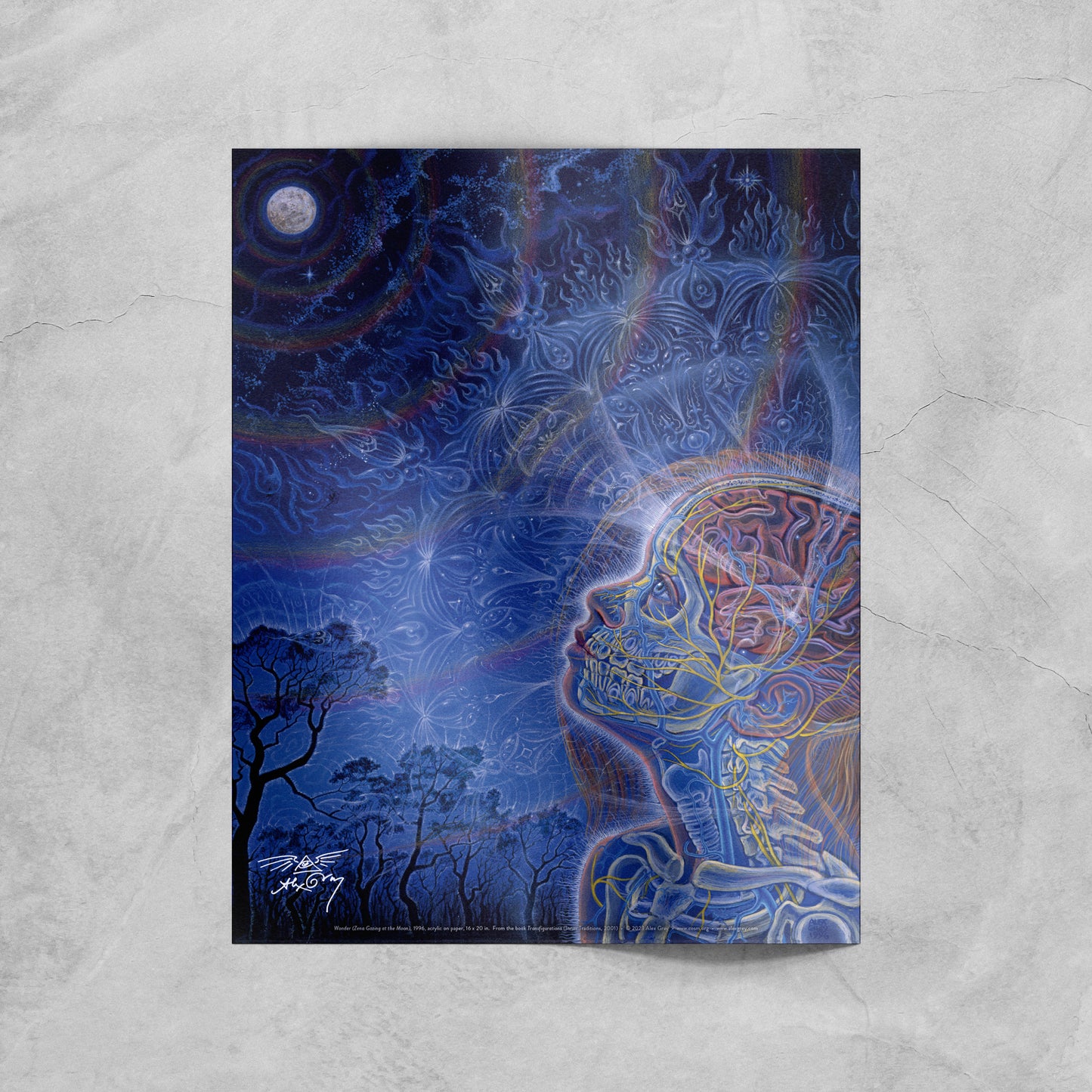 Wonder - Signed Poster