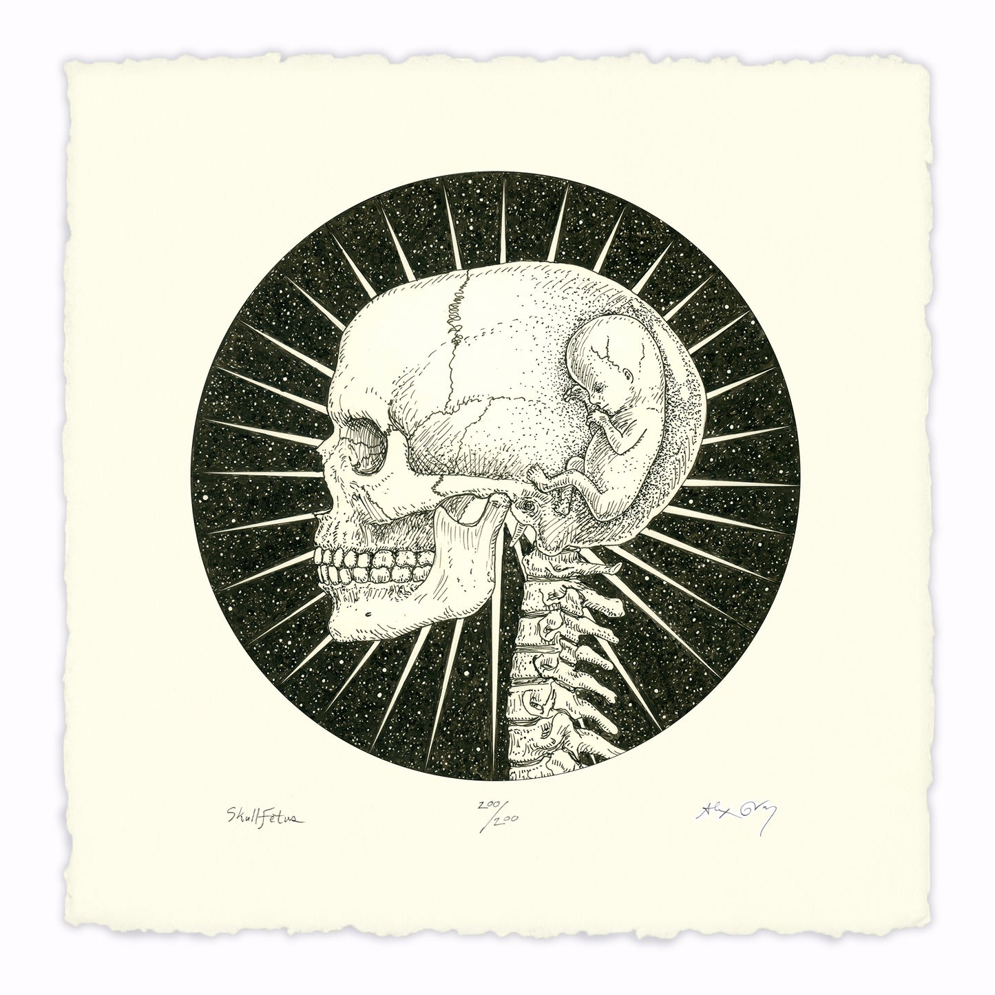 Skull Fetus - Paper Print