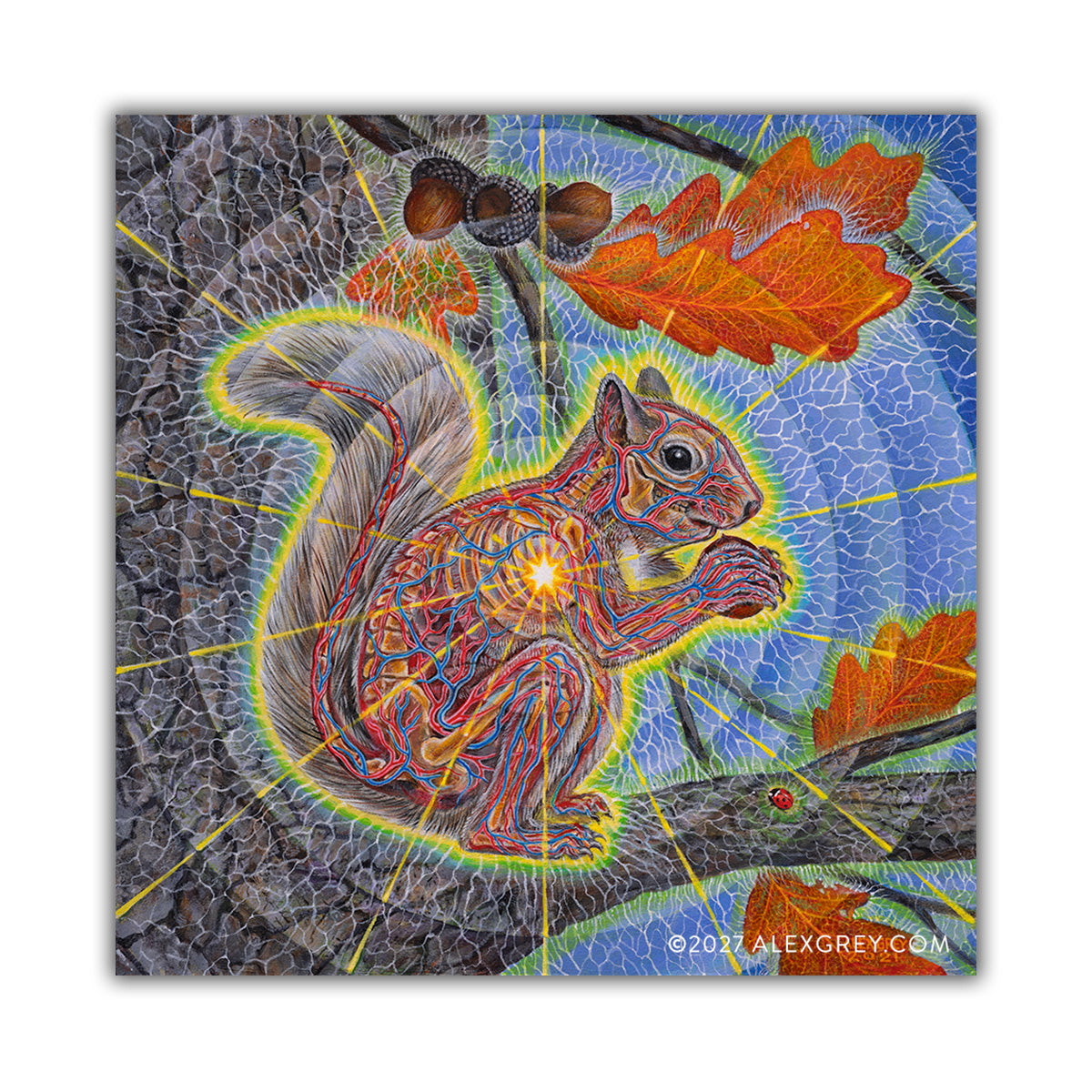 Squirrel - Sticker
