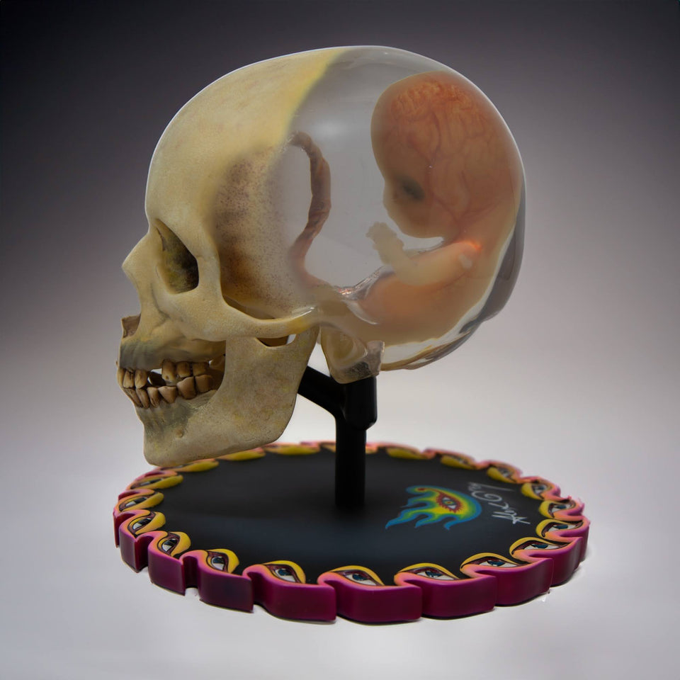 Fetus in Skull Life-Size Sculpture (Remarqued by Alex Grey)